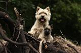 CAIRN TERRIER 381